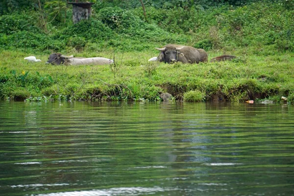 water buffalo at the river bank of perfume river