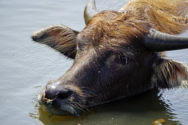 Huge Old Water Buffalo Muddy Puddle — Stock Photo, Image