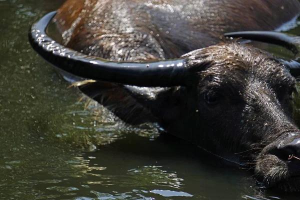 Énorme Vieux Buffle Eau Dans Une Flaque Boueuse — Photo