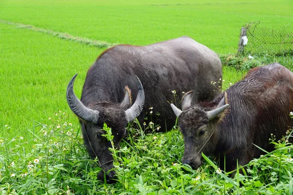 Vietnam Bir Çayırda Genç Bir Bufalo — Stok fotoğraf