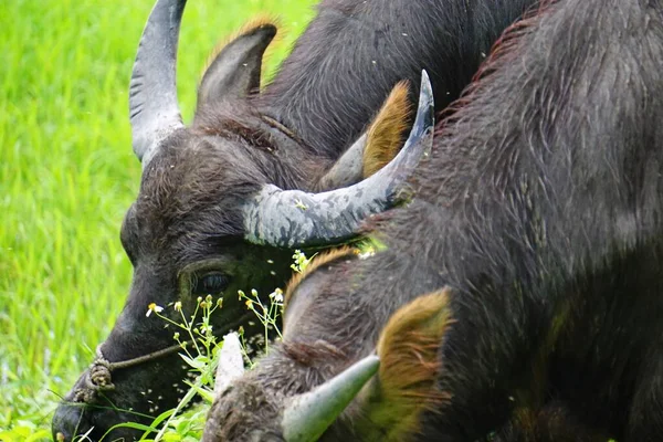 Young Water Buffalo Meadow Vietnam — Stock Photo, Image