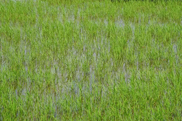 Naturaleza Verde Vietnam Central Otoño — Foto de Stock