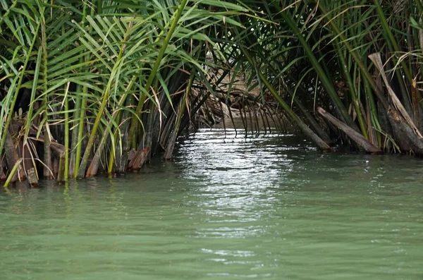 Palmeras Verdes Tropicales Bosque Manglares Vietnam — Foto de Stock