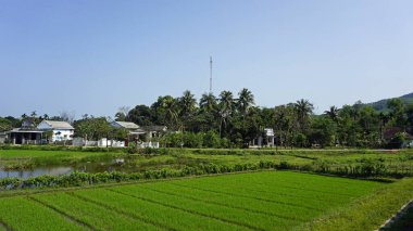 Renk yakınlarındaki büyük pirinç tarlalarıyla kırsal alan