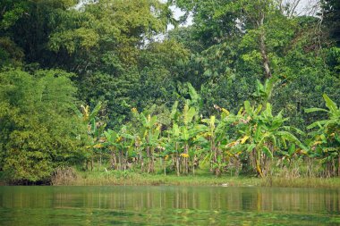 Vietnam 'daki parfüm nehrinin nehir kıyısında.
