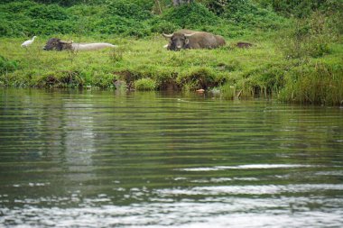 Parfüm nehrinin kıyısında bufalo.