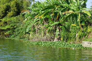 Vietnam 'daki parfüm nehrinin nehir kıyısında.