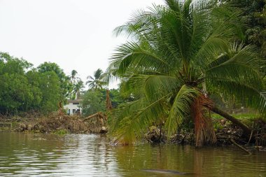 Vietnam 'da Mekong deltası yakınlarındaki tarımsal kırsal alan.