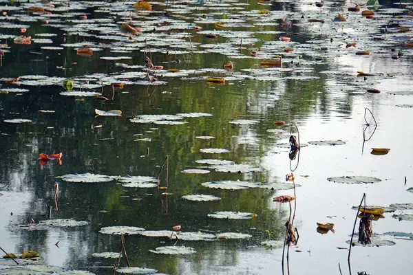 Водяная Лилия Пруду Оттенке Вьетнаме — стоковое фото