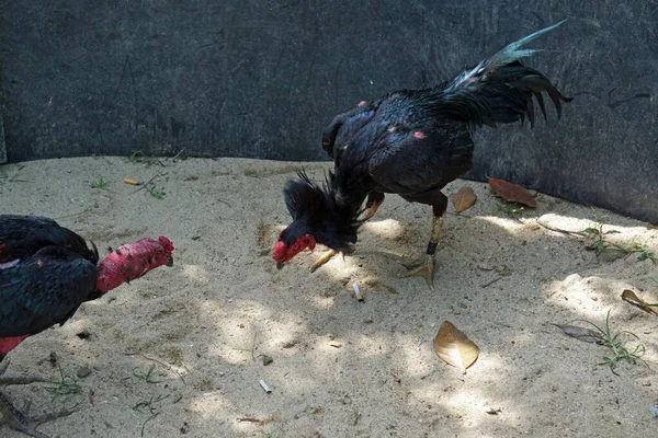 close up from a traditional cock fight in vietnam