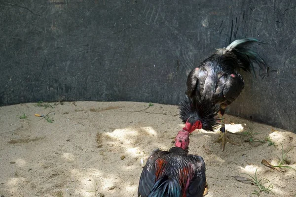 close up from a traditional cock fight in vietnam