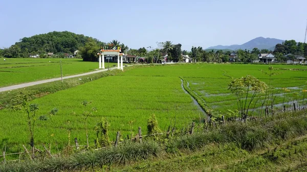 Rural Landscape Huge Rice Fields Hue — Stock Photo, Image