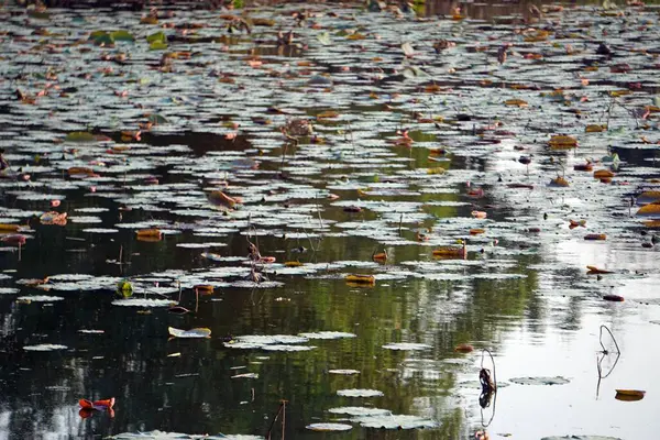 Seerose Auf Einem Teich Vietnam — Stockfoto