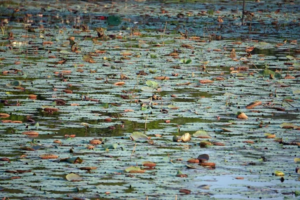 Seerose Auf Einem Teich Vietnam — Stockfoto