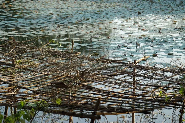 Seerose Auf Einem Teich Vietnam — Stockfoto