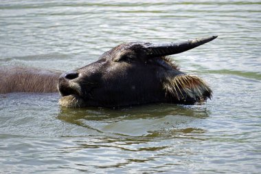 Çamurlu bir su birikintisinde yaşlı bir bufalo.