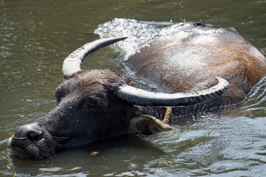Çamurlu bir su birikintisinde yaşlı bir bufalo.