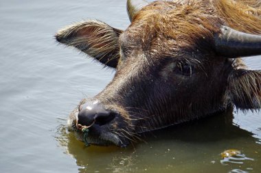 Çamurlu bir su birikintisinde yaşlı bir bufalo.