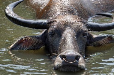Çamurlu bir su birikintisinde yaşlı bir bufalo.
