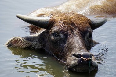 Çamurlu bir su birikintisinde yaşlı bir bufalo.