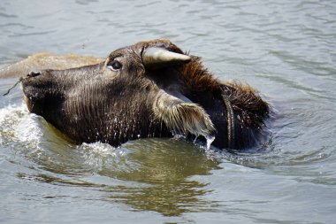 Çamurlu bir su birikintisinde yaşlı bir bufalo.