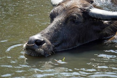 Çamurlu bir su birikintisinde yaşlı bir bufalo.