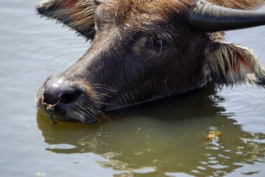 Çamurlu bir su birikintisinde yaşlı bir bufalo.