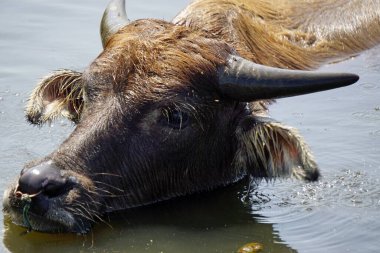 Çamurlu bir su birikintisinde yaşlı bir bufalo.