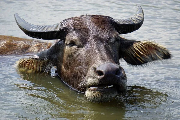 Énorme Vieux Buffle Eau Dans Une Flaque Boueuse — Photo