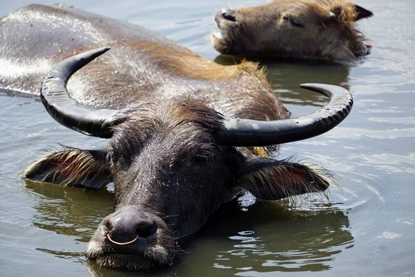 Huge Old Water Buffalo Muddy Puddle — Stock Photo, Image