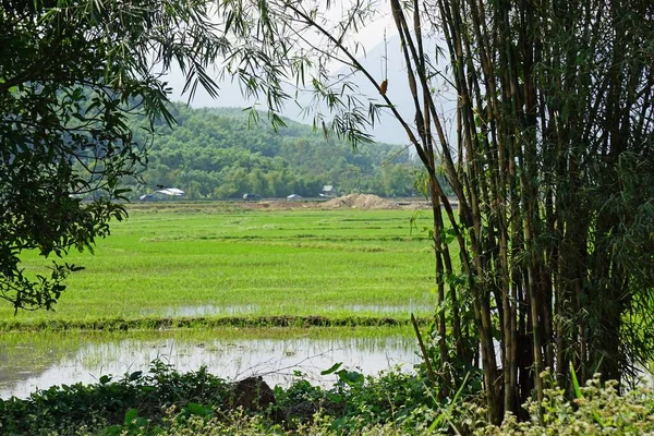 Paesaggio Nel Parco Nazionale Bach Vietnam — Foto Stock
