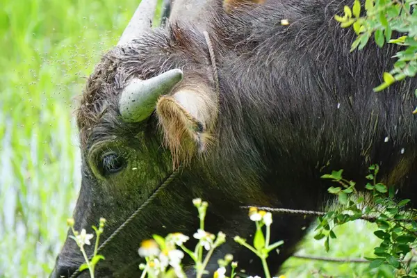 Búfalo Agua Joven Prado Vietnam — Foto de Stock