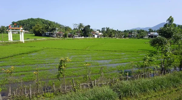 Paisagem Rural Com Enormes Campos Arroz Perto Matiz — Fotografia de Stock