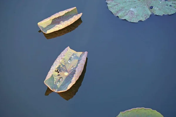 Lírio Água Uma Lagoa Matiz Vietnam — Fotografia de Stock