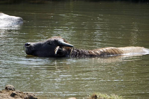 Énorme Vieux Buffle Eau Dans Une Flaque Boueuse — Photo