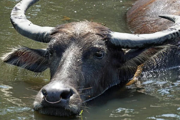 Grote Oude Waterbuffel Een Modderige Plas — Stockfoto