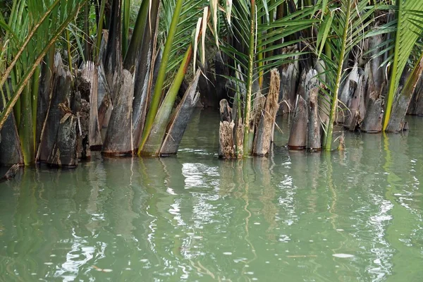 Palmeras Verdes Tropicales Bosque Manglares Vietnam — Foto de Stock