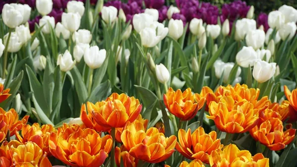 Schöne Natürliche Farbenfrohe Blumen Asien — Stockfoto