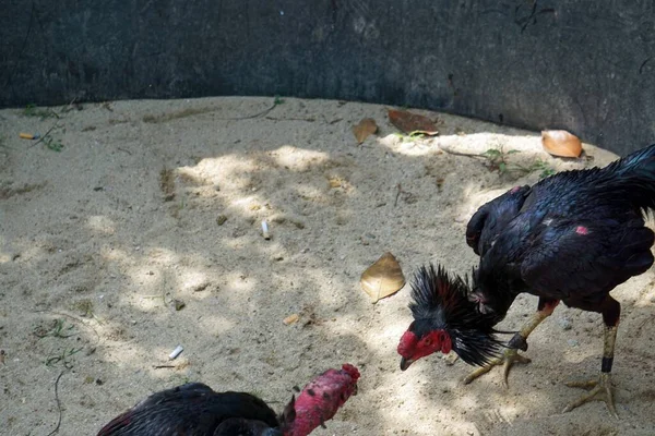close up from a traditional cock fight in vietnam