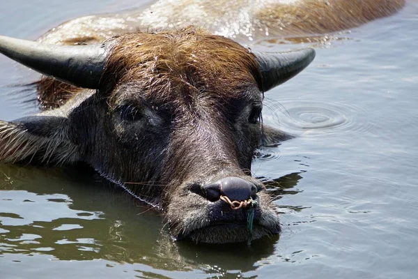 Huge Old Water Buffalo Muddy Puddle — Stock Photo, Image