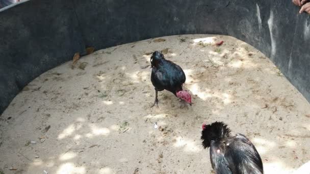 Tradicional Galo Luta Uma Aldeia Rural Vietnam Central — Vídeo de Stock