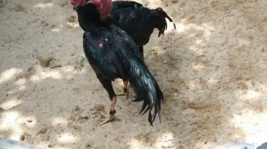 Vietnam 'ın ortasındaki kırsal bir köyde geleneksel horoz dövüşü