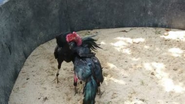 Vietnam 'ın ortasındaki kırsal bir köyde geleneksel horoz dövüşü