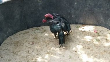 Vietnam 'ın ortasındaki kırsal bir köyde geleneksel horoz dövüşü