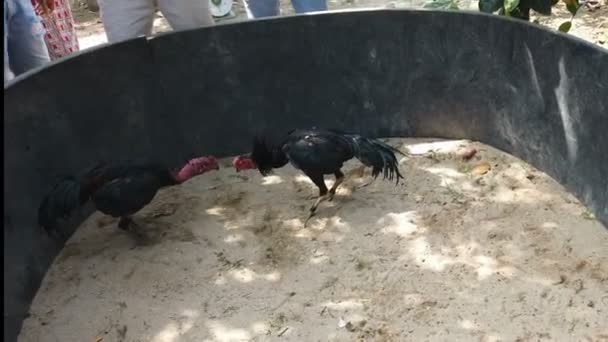 Traditioneller Hahnenkampf Einem Ländlichen Dorf Zentralvietnam — Stockvideo
