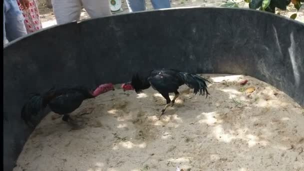 Traditional Cock Fight Rural Village Central Vietnam — Stock Video