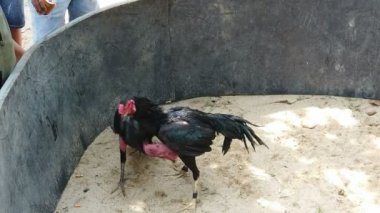 Vietnam 'ın ortasındaki kırsal bir köyde geleneksel horoz dövüşü