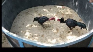 Vietnam 'ın ortasındaki kırsal bir köyde geleneksel horoz dövüşü