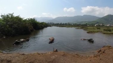  Çamurlu bir çayırda bufalo