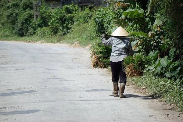 Nyans Vietnam Januari 2020 Lantbrukarnas Liv Risfälten — Stockfoto